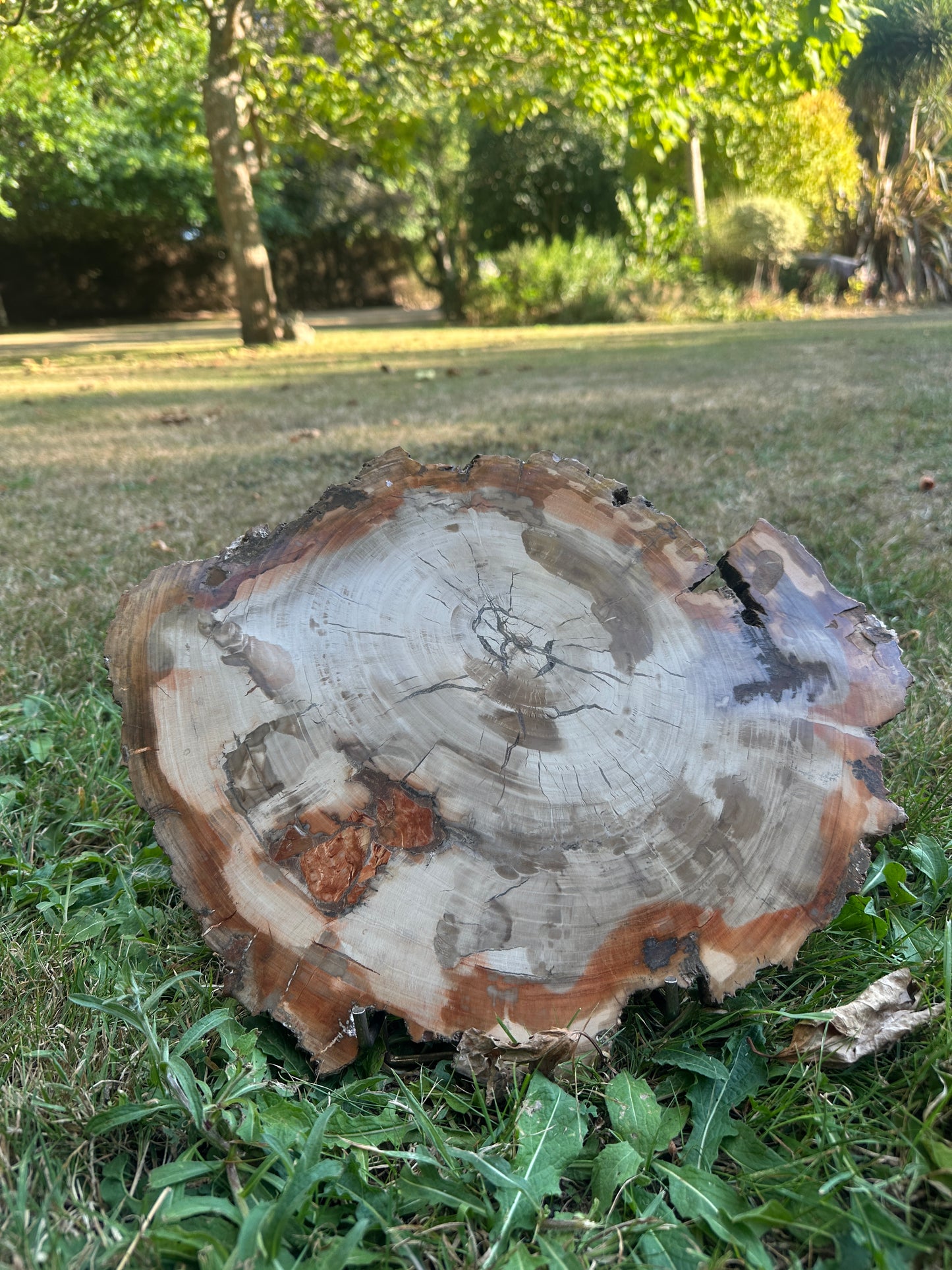 Petrified Wood XXL Display Piece