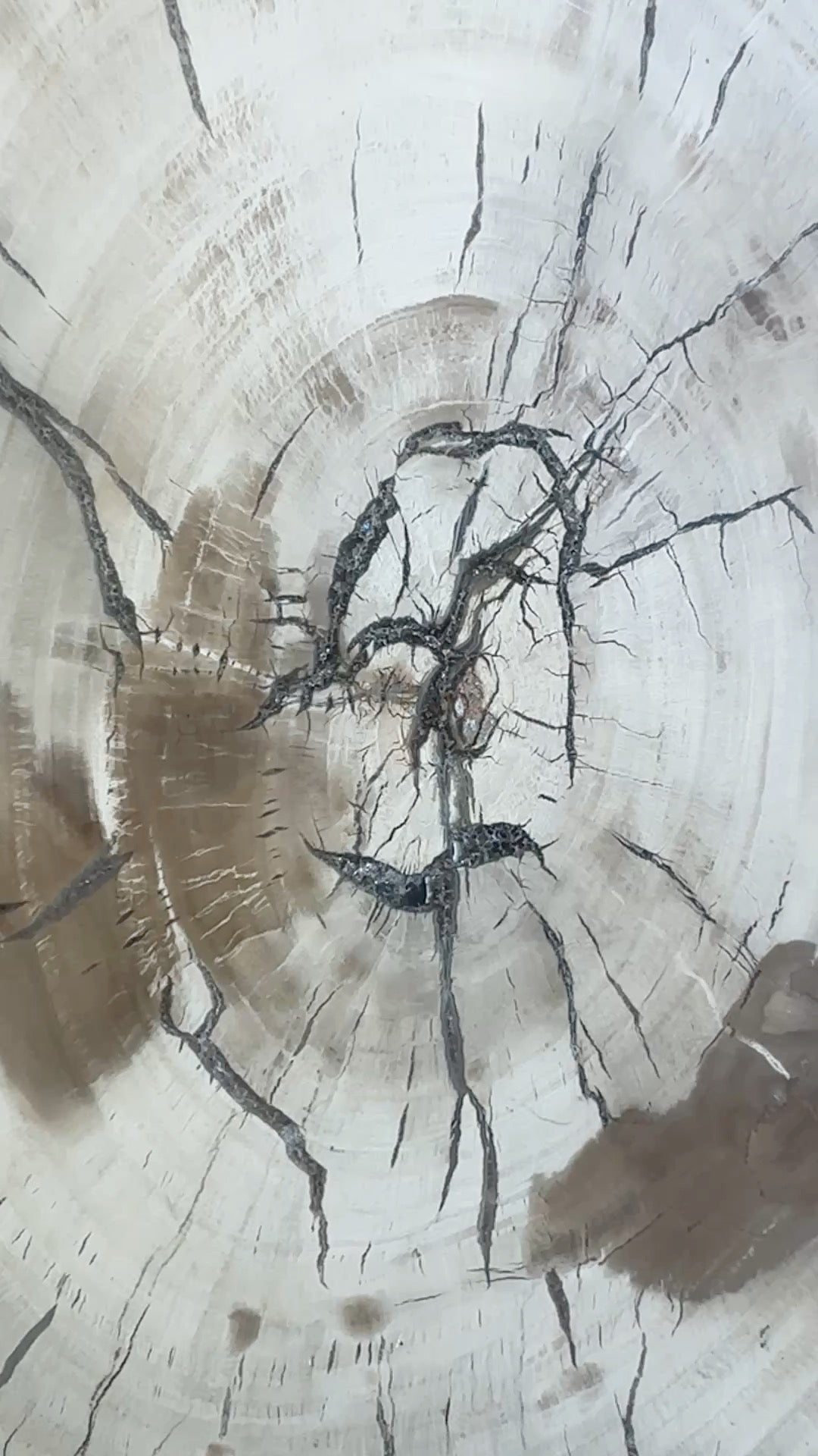 Petrified Wood XXL Display Piece