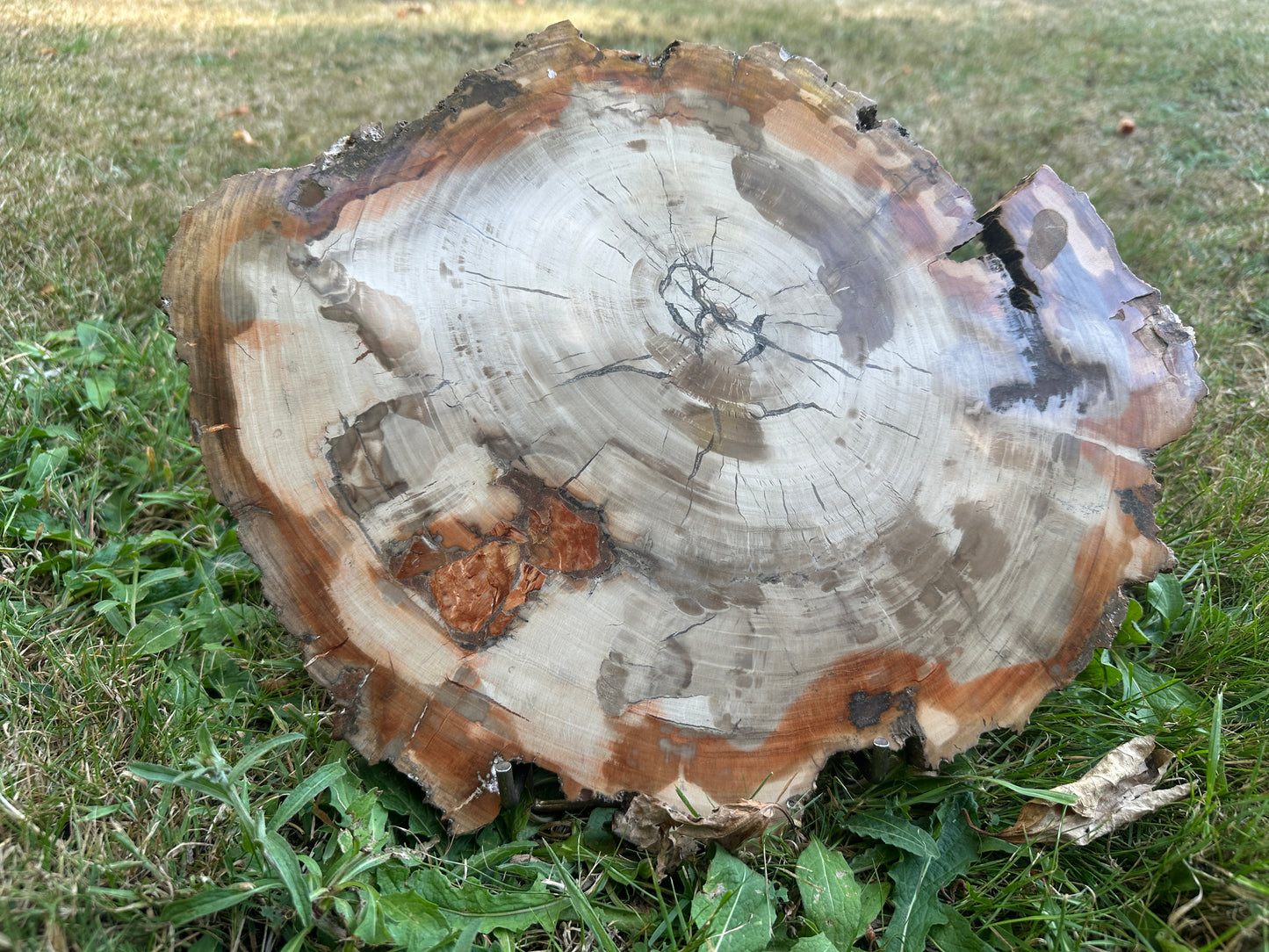 Petrified Wood XXL Display Piece