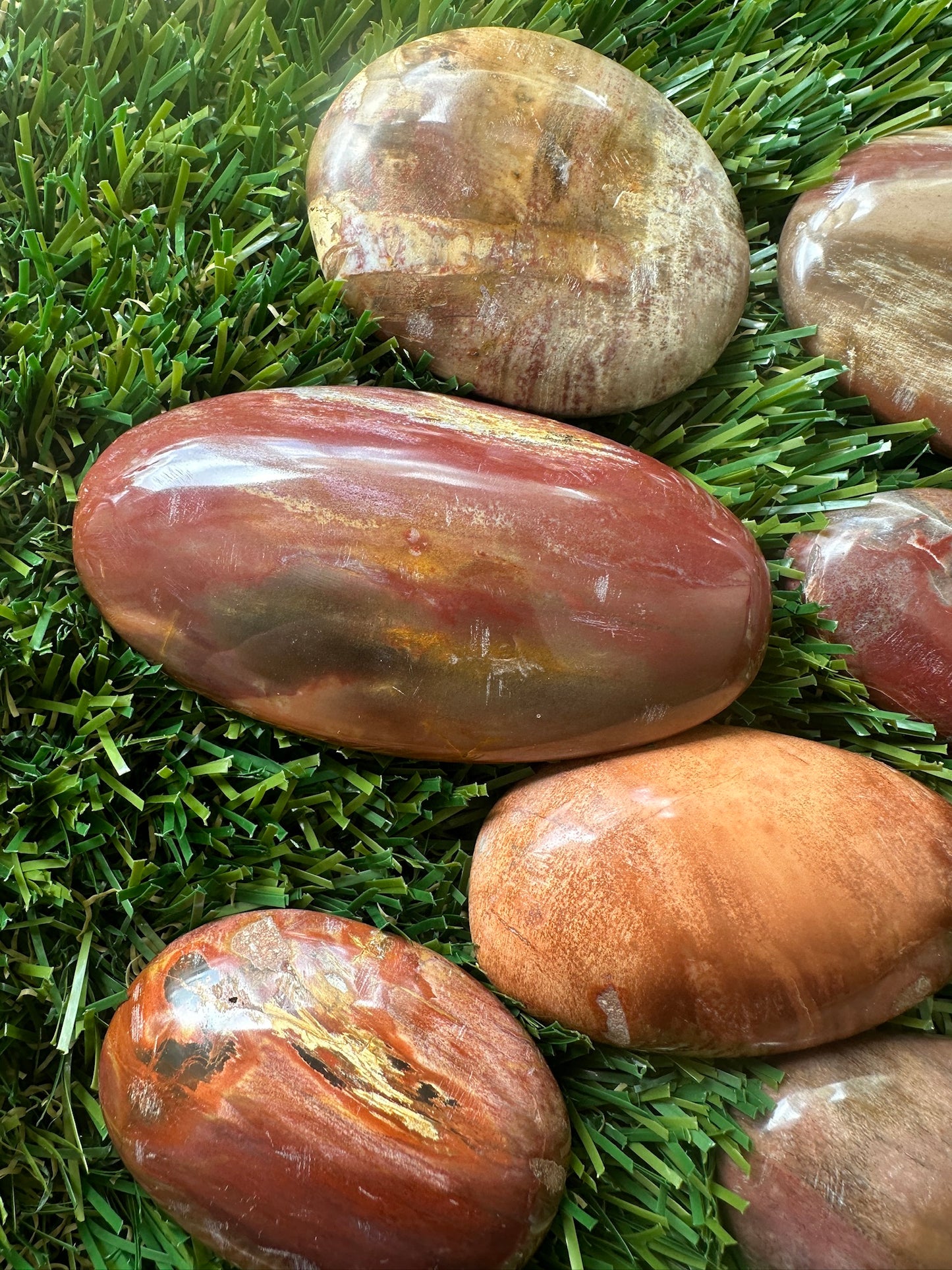 Petrified Wood Palm Stones