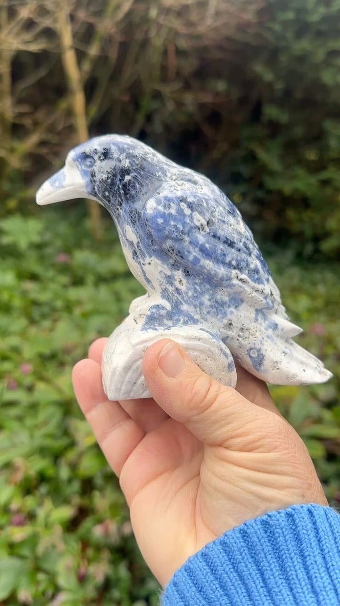 Sodalite Raven Extra Large