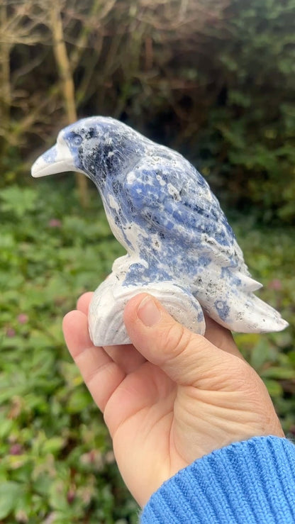 Sodalite Raven Extra Large