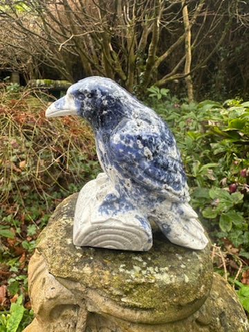 Sodalite Raven Extra Large