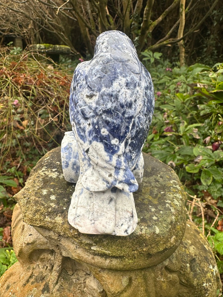Sodalite Raven Extra Large