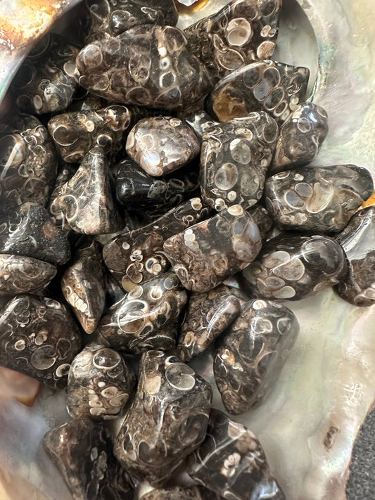 Agate Turritella Tumble Stones